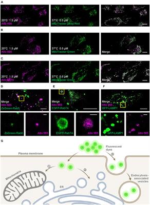 A Labeling Strategy for Living Specimens in Long-Term/Super-Resolution Fluorescence Imaging